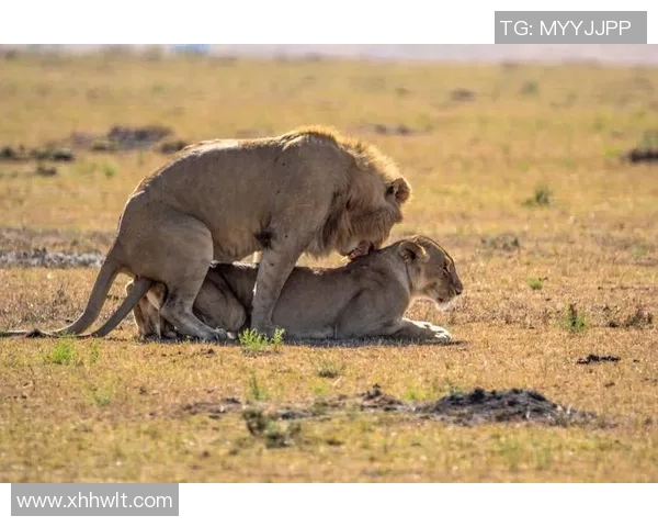 足球明星背后的黑暗秘密揭秘曾有球员涉嫌杀人事件的真相